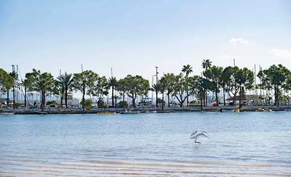 Árboles en playa de Alcudia